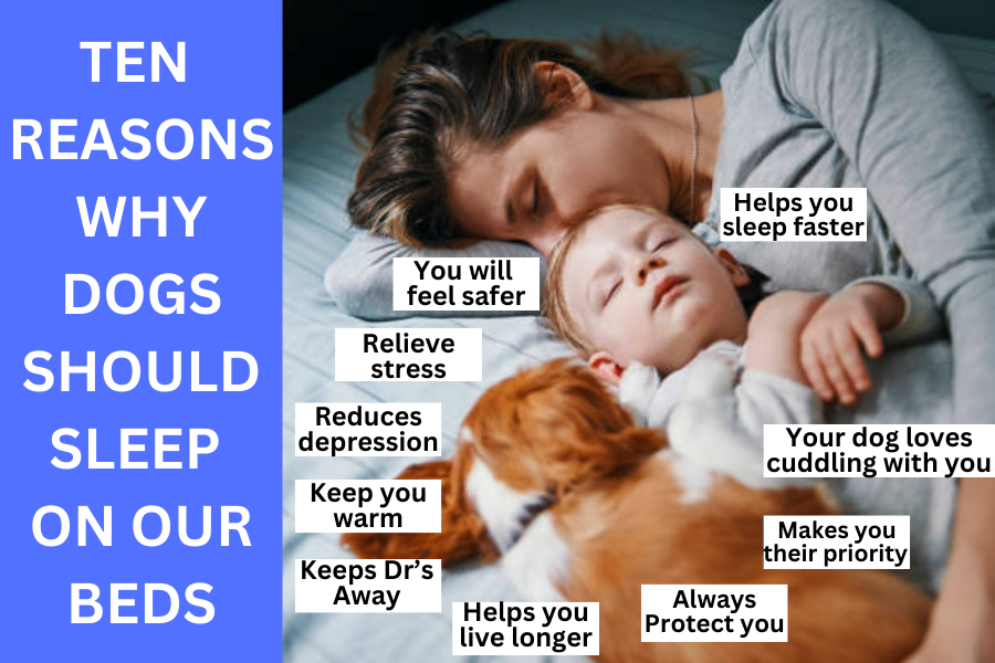 Ten reasons why Dogs should sleep on your bed