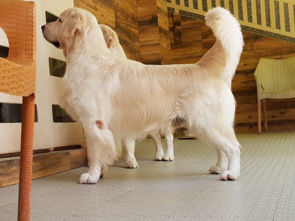 Golden Retriever Price & Puppy Guide 2024